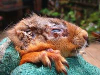 squirrel with parapox virus